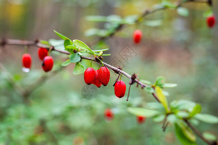 树上的枸杞红色浆果小檗高清图片
