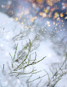 寒冷的第一雪美丽冬季概念圣诞降雪第一次落的印象第一雪落的印象植物季节图片