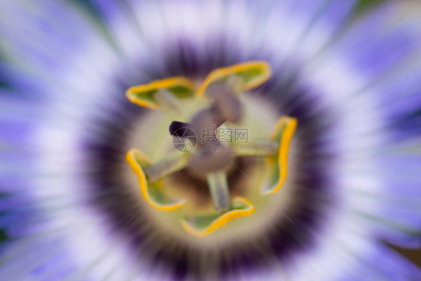 食物芳香植群青花背景在自然上紧闭着美丽的天道花朵图片