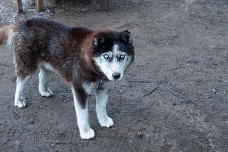 狗用蓝眼睛培育Husky看着相机文字空间户外纯种阿拉斯加图片