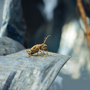 腿昆虫森林甲木板关闭于蓝色材料背景的甲虫露顶自然高清图片