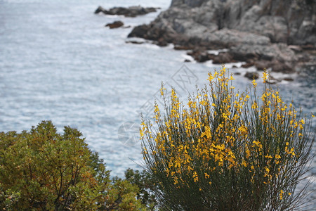 美丽岩石海岸的黄色花朵上闪亮的黄丛岩石海岸的黄色花朵上海滩衬套图片
