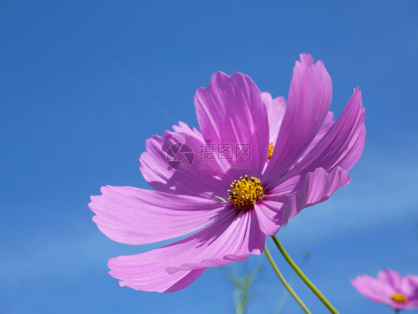 植物学美丽粉红的宇宙在蓝天空背景上开花春天图片