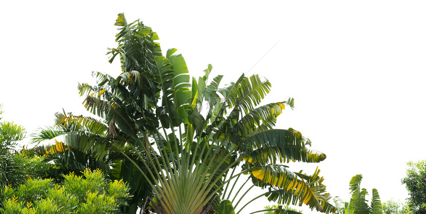 户外白色背景上的大香蕉叶隔离片环境拱图片