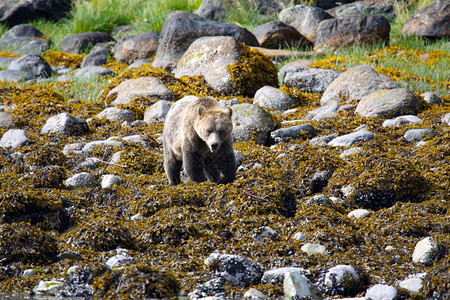在加拿大寻找食物时灰熊冷清危险越位背景图片
