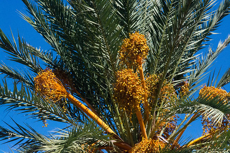 马洛卡棕榈王冠秋天高清图片