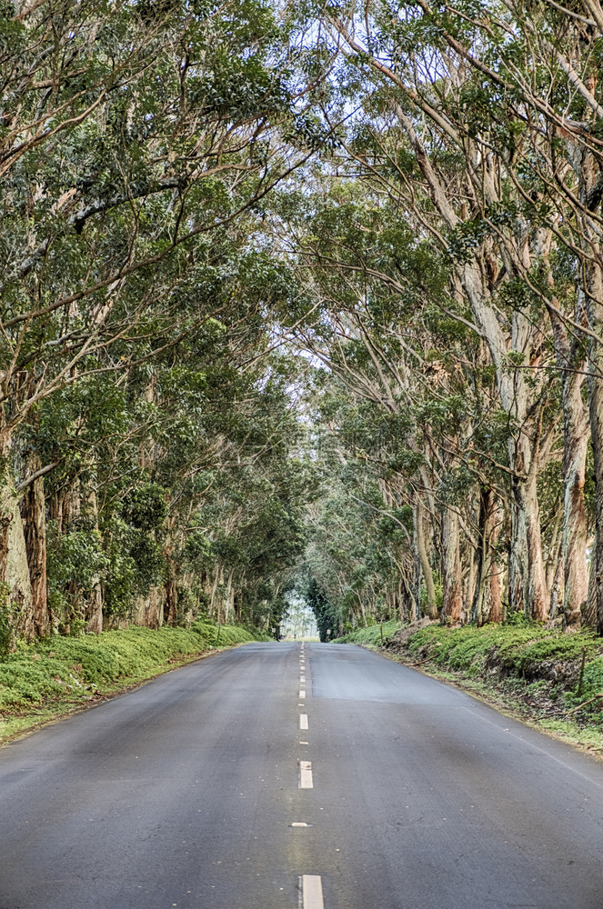 支撑树木隧道是一排长的Eucalyptus树沿Maliuhi路第一英里为Kauai南岸创造了自然通道高速公路阴影图片