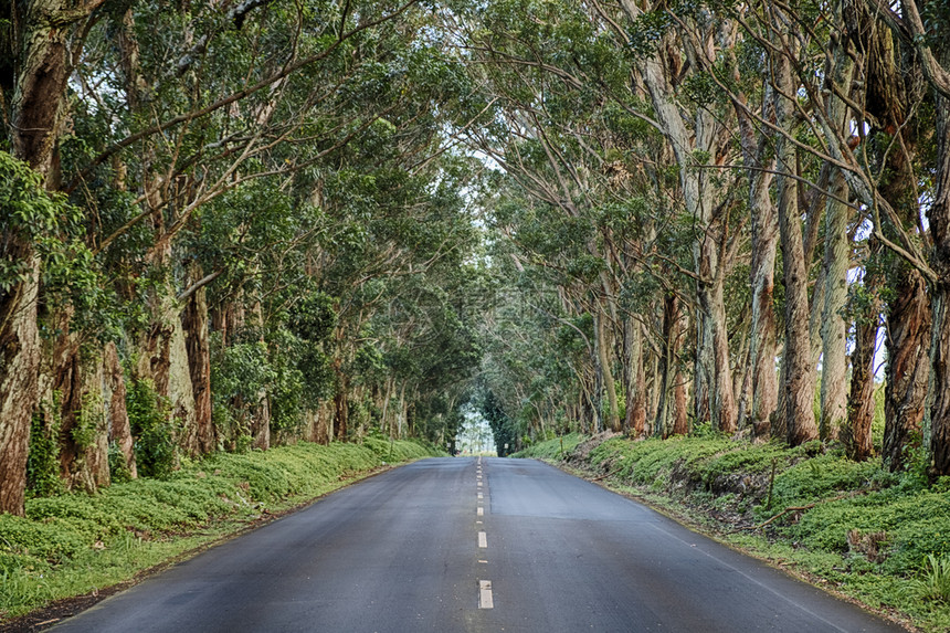 树木隧道是沿Maliuhi路第一英里长排的Eucalyptus树丛为Kauai南岸创造了自然通道桉树水平的消失图片