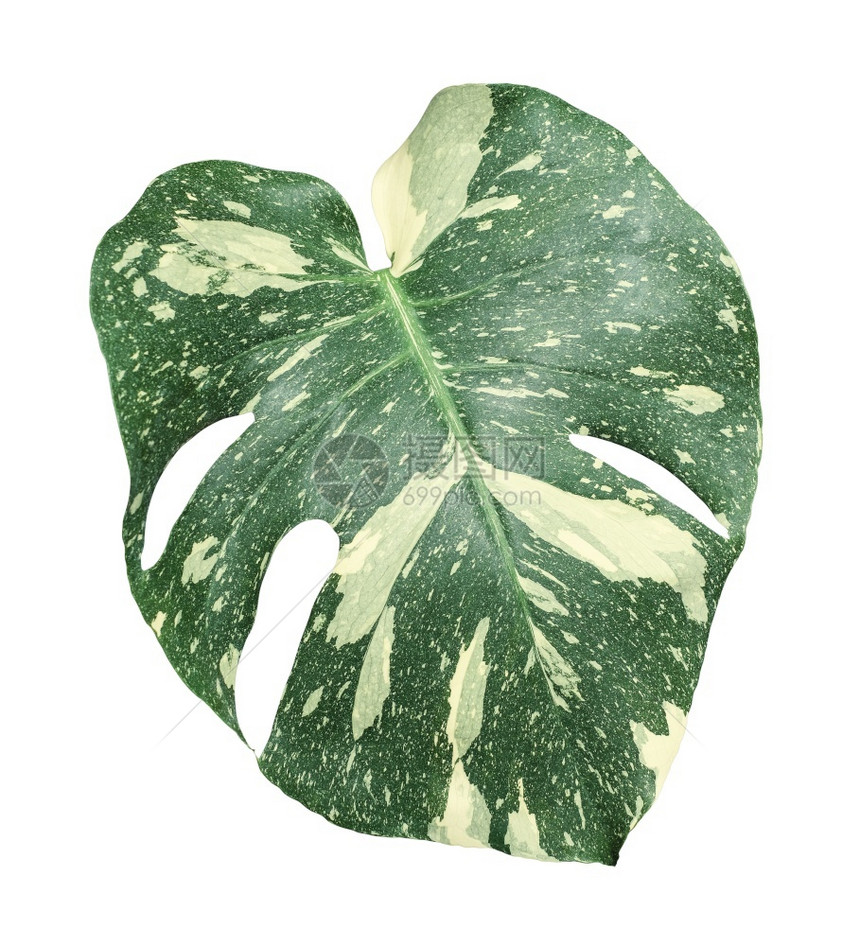 植物学叶子窗户白底孤立的泰国孔或星座变异以白色背景隔绝图片