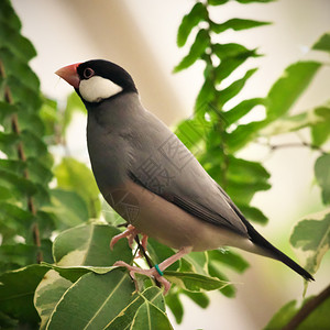 白饭喙坐在温室的幼苗枝上塞满了灰色麻雀鸟图片