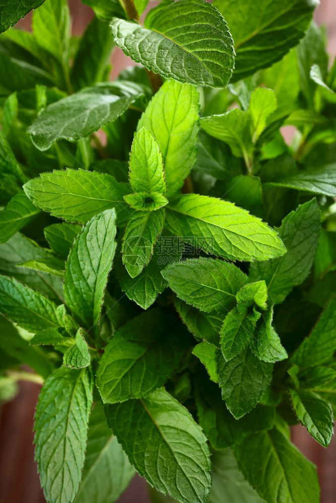 调味料重点补救新鲜薄荷香味药草作为茶叶或调味剂用于烹饪选择焦点关注各种叶子图片