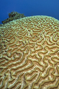 脑珊瑚礁加勒比海青年岛古巴美洲和加勒比息肉荒野生态图片