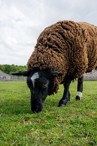 萨福克草地上的黑羊家畜图片