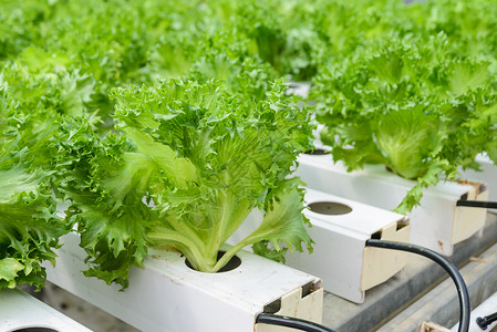 收成天水栽培系统中的蔬菜种植场在水栽培体系中种植技术图片