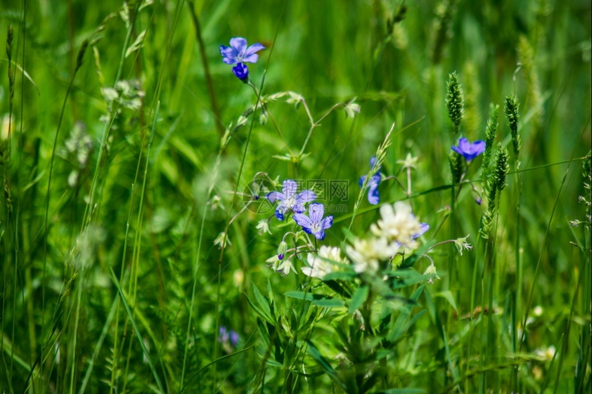 美丽夏季草原花朵在绿中野花春天图片