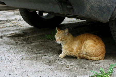 黄色的红猫在车轮旁边的汽下方躺在地上道哺乳动物高清图片