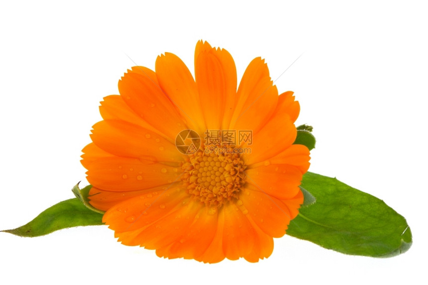 橙春天白上孤立的卡伦杜拉花植物群图片