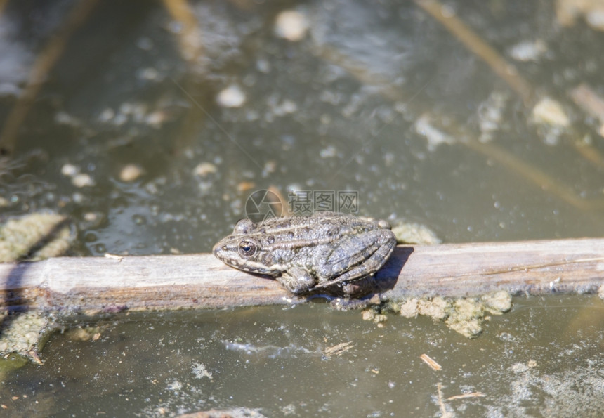 在湿地上休息的绿青蛙夏天户外有眼光图片
