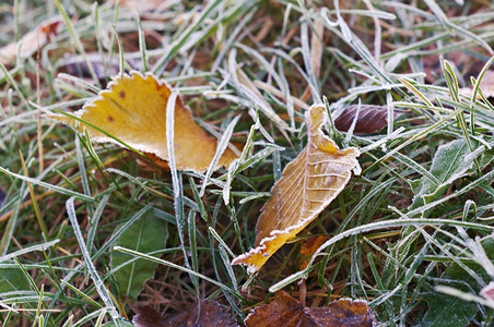 冬天季节彩色明亮的秋叶有霜冻粉尘黄色的图片