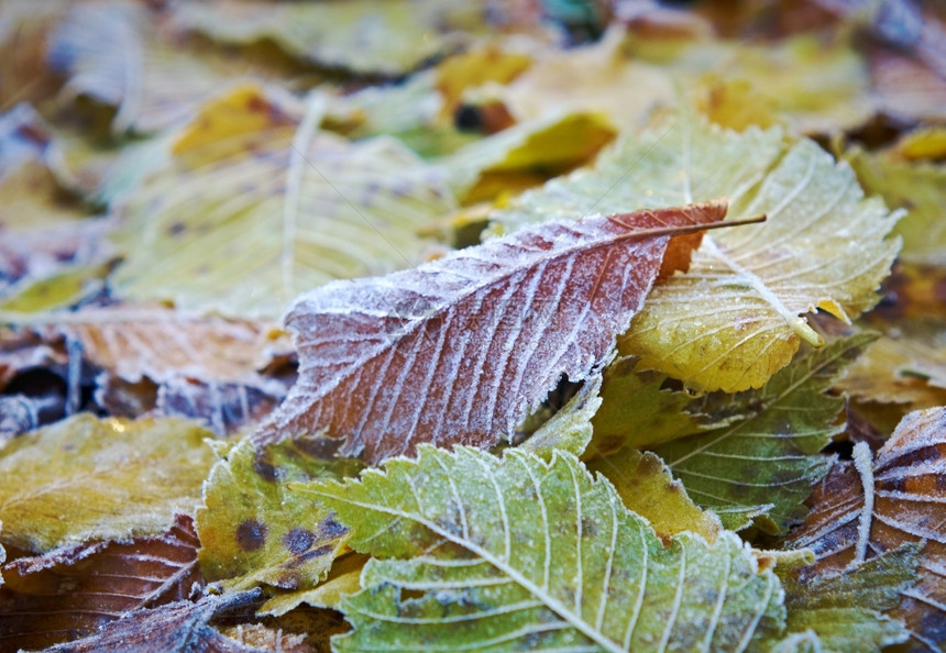外部彩色明亮的秋叶有霜冻粉尘季节墙纸图片
