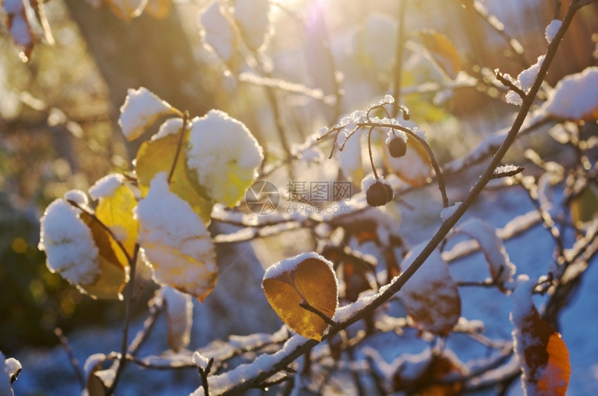 早晨彩色明亮的秋叶有霜冻粉尘枫叶子图片