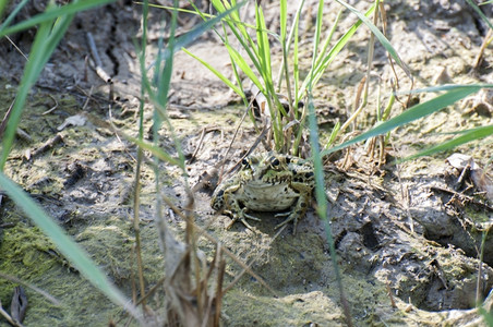 在湿地上休息的绿青蛙爬虫两栖动物绿色图片