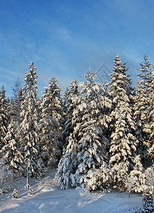 自然凉爽的季节寒雪冬森林树木风景布满蓝天背的冬雪季林树图片