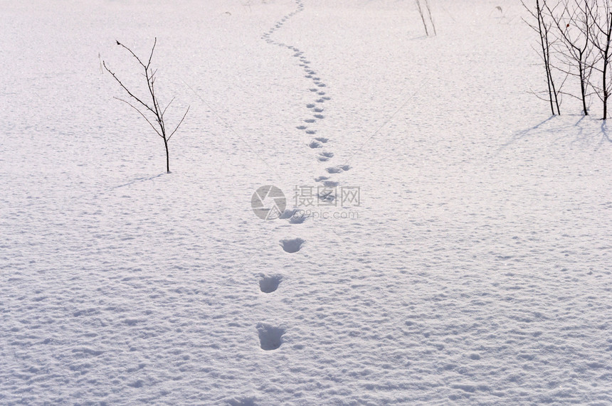 寒冷的脚印路线深雪农村阳光明媚的冬季日图片