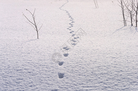寒冷的脚印路线深雪农村阳光明媚的冬季日图片