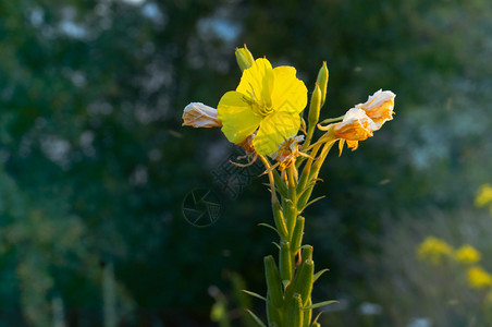 雷绍夫斯基景观花的高清图片