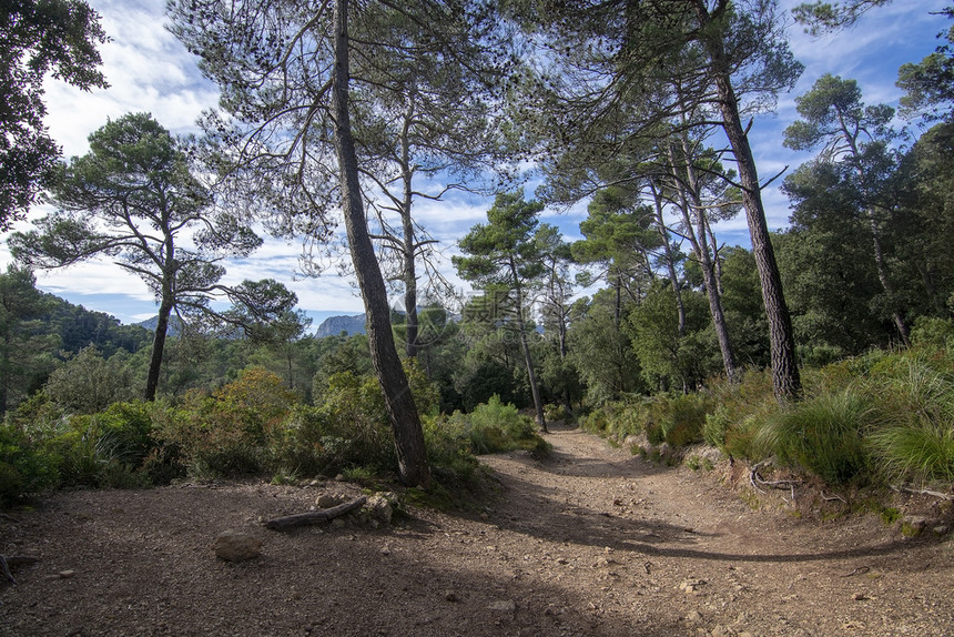 在西班牙马洛卡Mallorca阳光明媚的冬季日落美丽的柔软漫步道路穿过森林美丽的柔软漫行道路穿过森林岩石头植物图片