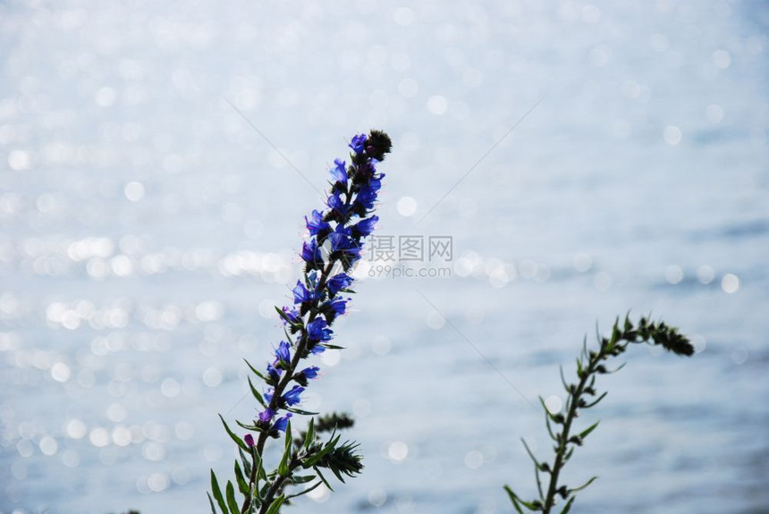 海岸反射水的蓝菜花在背光下照亮美丽的背部图片