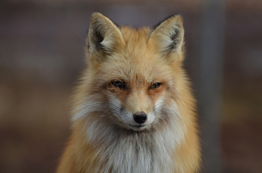 婴儿成人美丽的红狐狸正直盯着前方动物图片