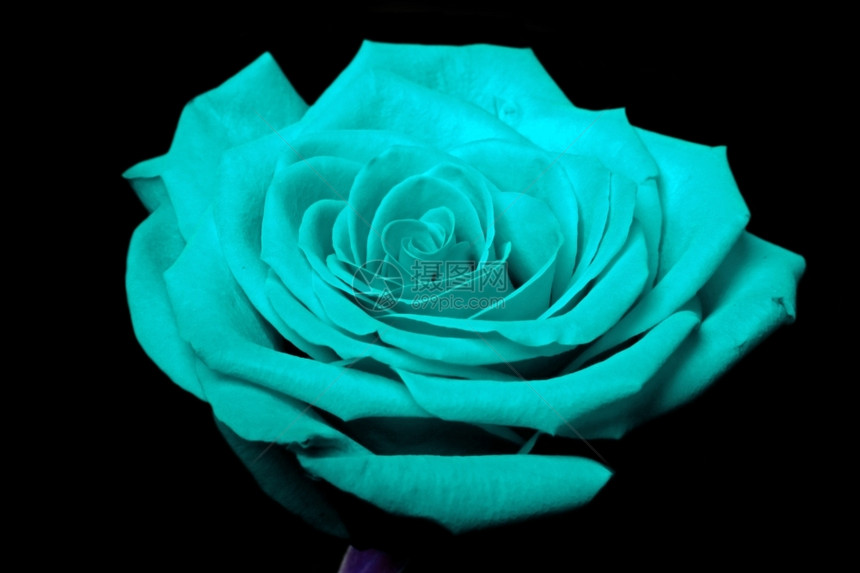 漩涡艺术紧贴着青蓝玫瑰花有些部分模糊不清另一些则晰地展示出其美丽的花瓣与世隔绝它的图片