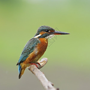 一只美丽的捕王鸟雌普通的捕王阿尔西多提斯站在树枝上侧面在他的分支翅膀图片
