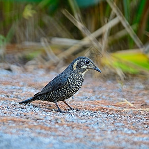 美丽的鸟儿雌栗子肚壳岩笔站在地上自然脊柱野生动物高清图片