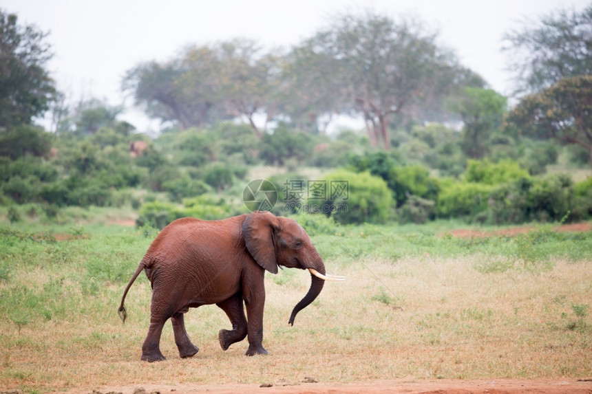 苹果浏览器添加跑步一头小红象在大草原的上奔跑玩耍一头小红象在大草原的上奔跑玩耍图片