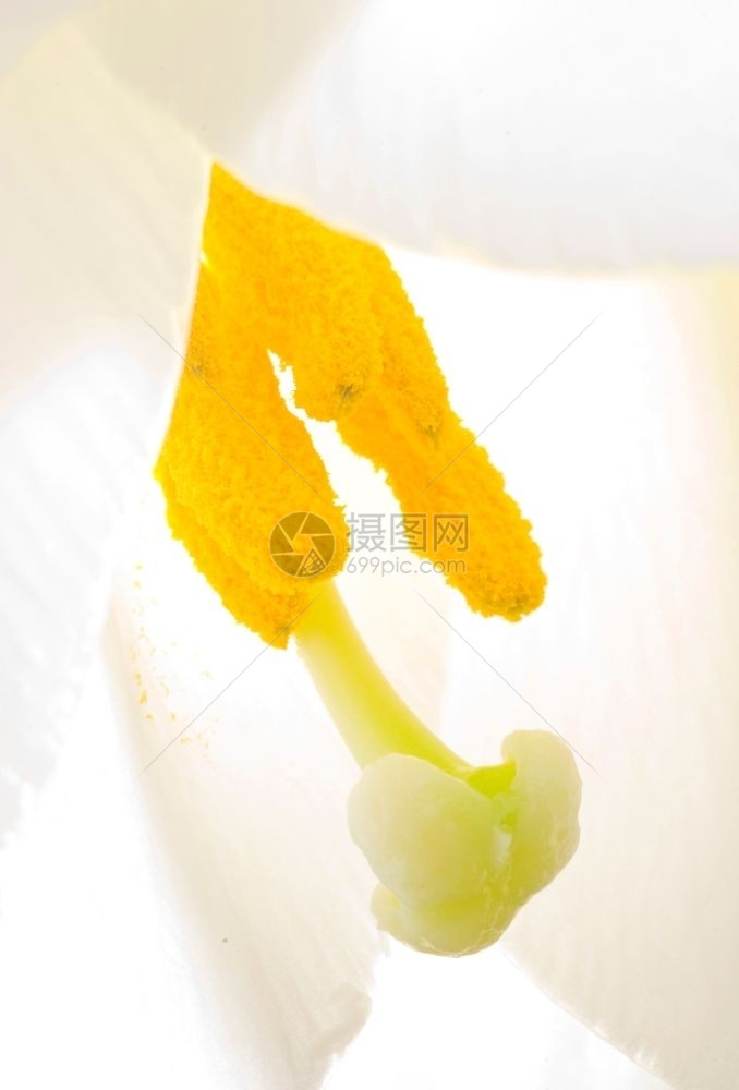 橙白百合花活塞和丝袍的内部浪漫植物图片