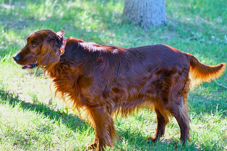 哺乳动物夏天早上散步的爱尔兰红色小狗种伴侣鼻子图片