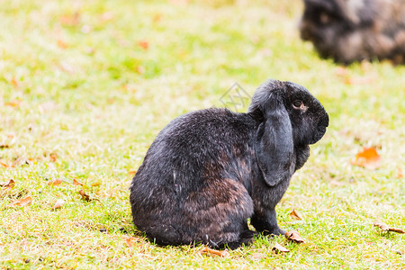 美丽的在草原上自由兔子毛皮肖像图片
