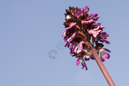 美丽的野兰花紧生长在草地中野兰花紧生长动物紫色的图片