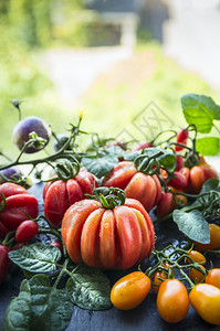 圆形的生红色以自然为背景从花园收获新鲜有机生番茄背景图片