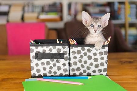 拿着铅笔猫盒子里的小猫背景