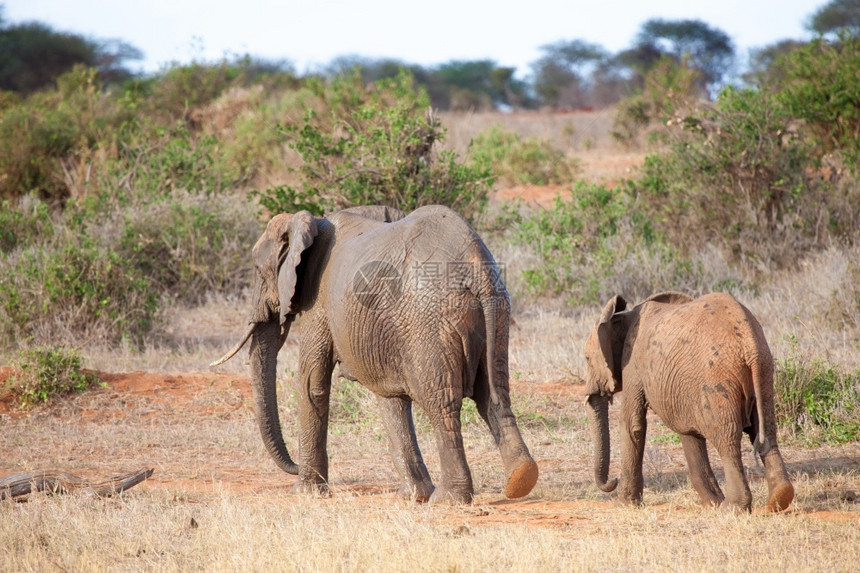 旅行团体非洲在肯尼亚热带草原风景中行走的大象图片