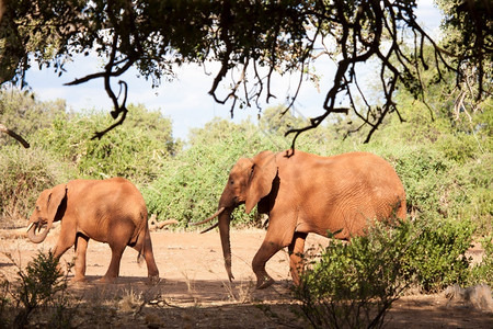 离开稀树草原两头大象在肯尼亚的风景中行走图片