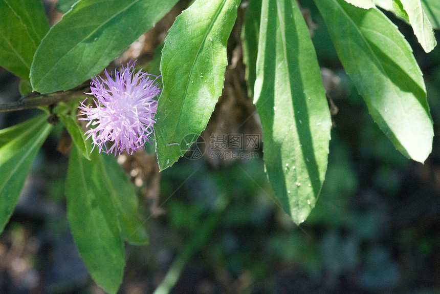 夏令在绿色花园的阳光下紧闭漂亮的紫色小羽毛花团美丽的紫色小羽毛花团下午颜色图片
