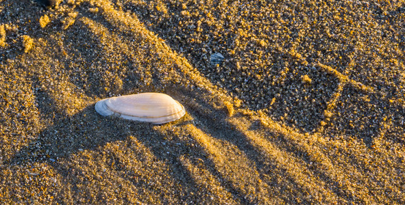 沙滩上的热带贝壳图片