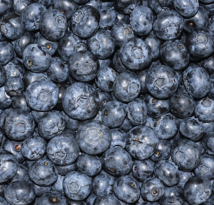 蓝莓堆特写背景夏季浆果新鲜蓝莓方形背景夏季浆果农民有机的季节图片