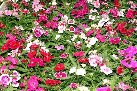 粉色的Flora明亮粉红和白色紫花朵显示图片夏天明亮的图片