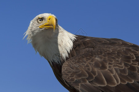 自然水平的美国秃鹰对着蓝天猎物图片